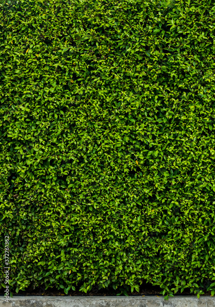 Lush green wall leaves with concrete base, ideal for natural backgrounds, eco-friendly designs, and minimalistic textures Lush green wall leaves with concrete base, ideal for natural backgrounds, eco-friendly designs, and minimalistic textures