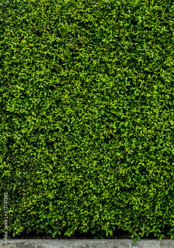 Green wall leaves background and texture, and concrete at the bottom of the wall for concept design and decoration photo
