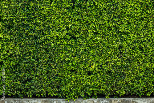 Green wall leaves and concrete at the bottom of the wall for concept design and decoration
