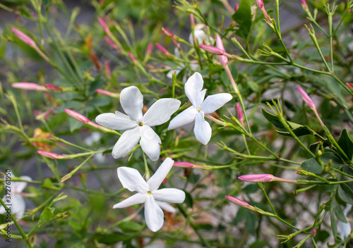 Common jasmine or Jasminum officinale plant with flowers and buds closeup.