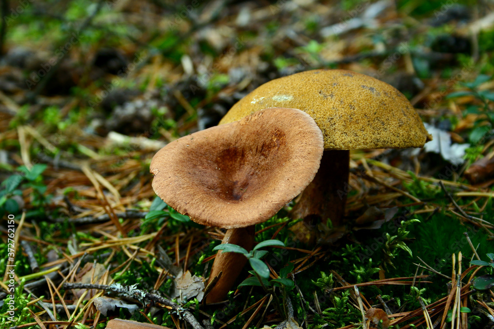 mushrooms in the forest mushrooms in the forest
