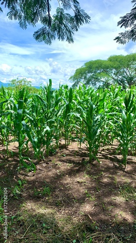 green cornfield ready to harvest 