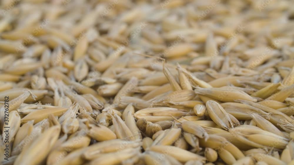 Ripe raw oat grains extreme close up. Grain harvest, farming. Macro shooting, camera slowly moving on slider Ripe raw oat grains extreme close up. Grain harvest, farming. Macro shooting, camera slowly moving on slider