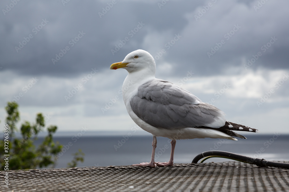 Fototapeta premium Herring gull, Larus argentatus, against clouded sky in Mousehall. Cornwall, UK