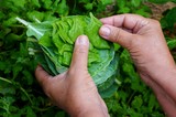 Woman's hands harvesting spinach and kale in the garden. Harvest. Organic concept.
