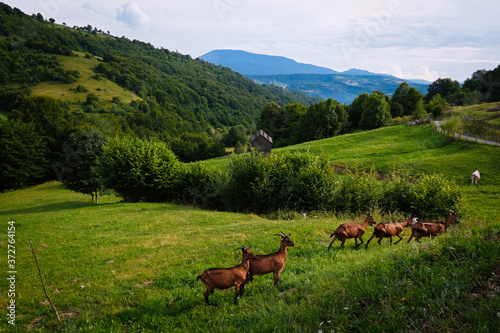 Beautiful landscape with goats on the meadow in Maramures county , Romania