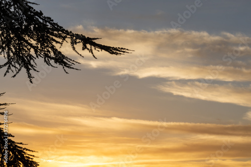 Silhouette of a tree branch on a cloudy sky at sunset