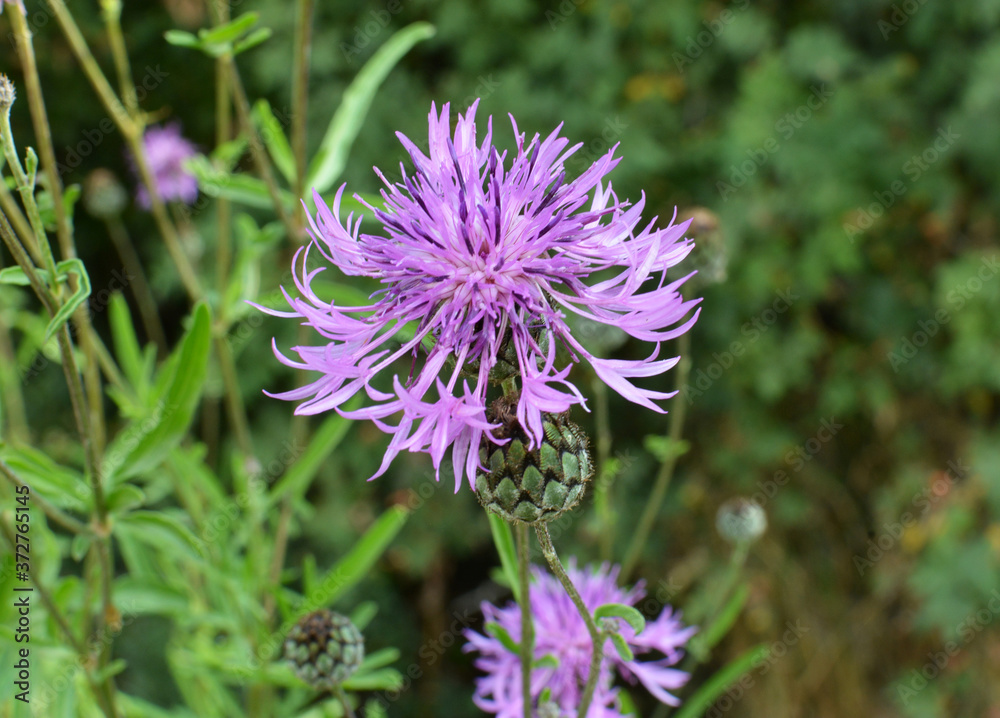 Cornflower (Centaurea scabiosa) blooms among herbs Cornflower (Centaurea scabiosa) blooms among herbs
