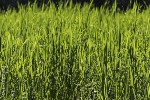 Beautiful seamless border horizontal texture of green Creeping Wild Rye grass is in summer