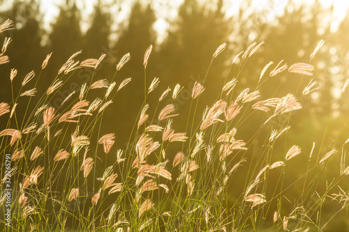 Sunshine and grass flowers in the spring season at the countryside