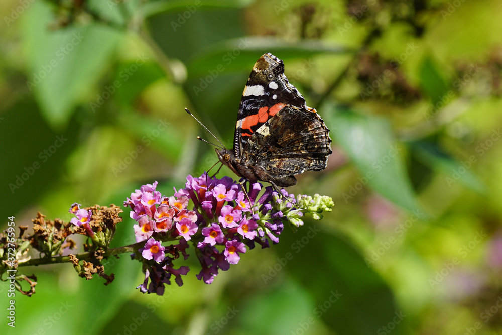 Red admiral or red admirable (Vanessa atalanta), family Nymphalidae on flowers of a summer lilac (Buddleja davidii). In the summer in a Dutch garden. August Red admiral or red admirable (Vanessa atalanta), family Nymphalidae on flowers of a summer lilac (Buddleja davidii). In the summer in a Dutch garden. August