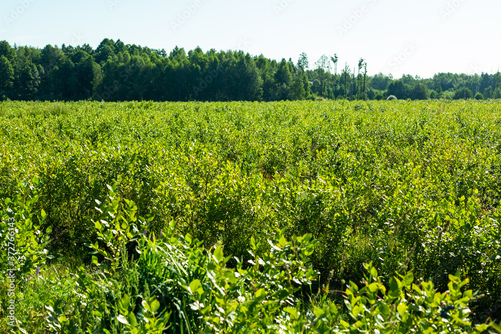 Blueberry plantations. Juicy sweet berry. Harvesting berries in August. Hot summer and good expensive harvest.