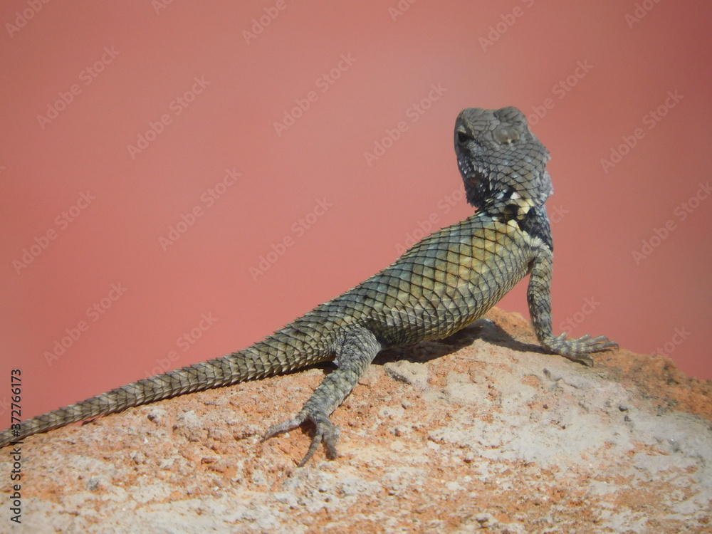 Fototapeta premium lizard resting while sunbathing