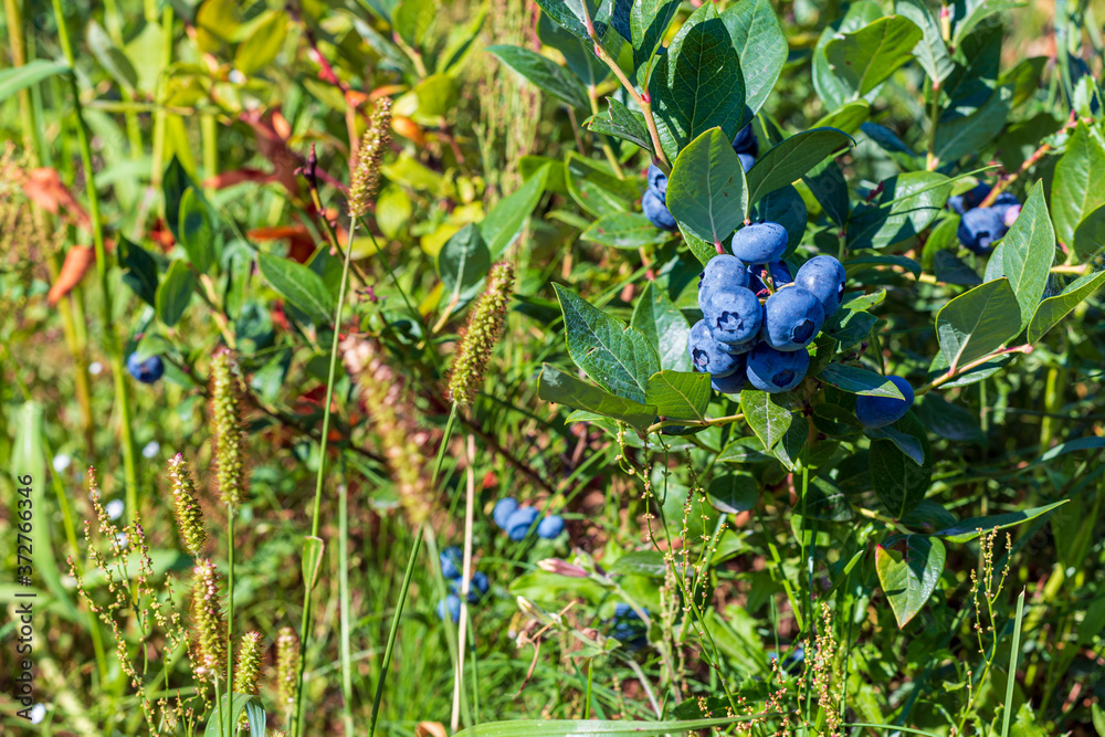 Blueberry plantations. Juicy sweet berry. Harvesting berries in August. Hot summer and good expensive harvest. Blueberry plantations. Juicy sweet berry. Harvesting berries in August. Hot summer and good expensive harvest.