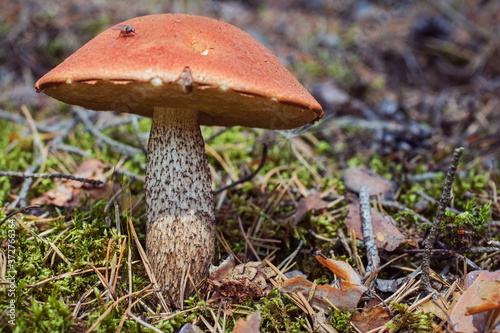 Medium-sized aspen mushroom close-up