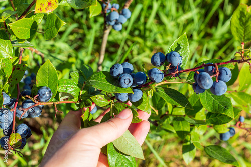 Branch of blueberry in the hand. Blueberry plantations. Juicy sweet berry. Harvesting berries in August. Hot summer and good expensive harvest.