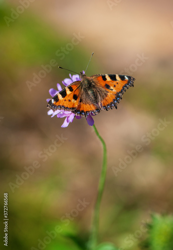 Beautiful butterfly on wild flower on the meadow in summer day.