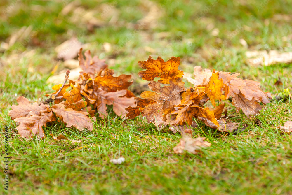 Autumn Autumn
