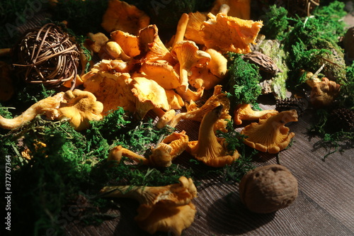 mushrooms chanterelle in the moss in sunshine photo