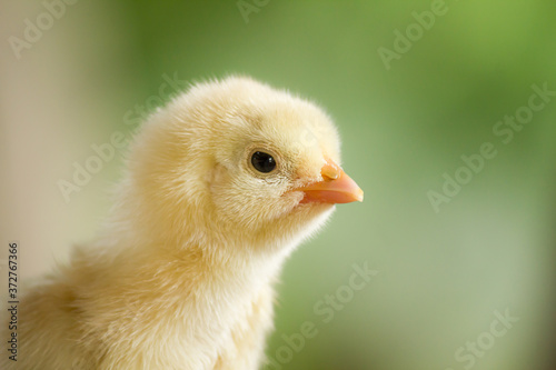 Close up yellow little chicken in a farm and on natural background