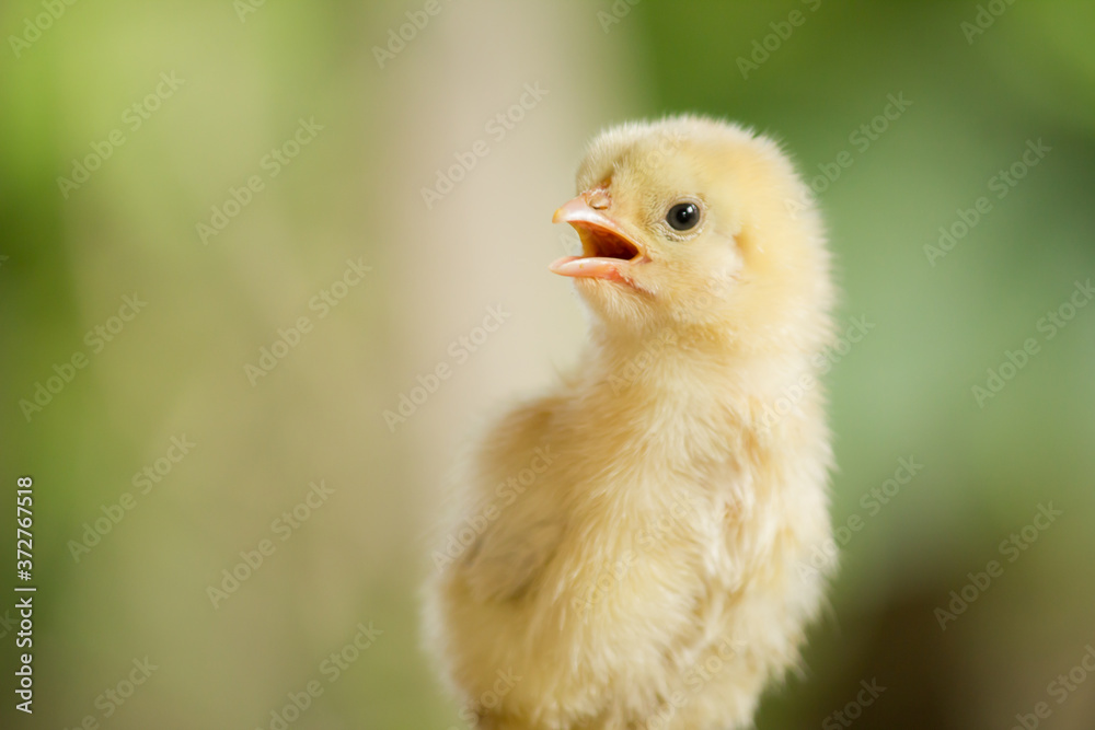 Baby yellow chicken on a green background in a farm Baby yellow chicken on a green background in a farm