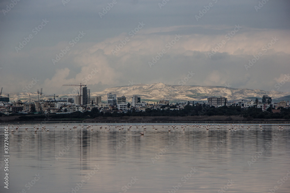 flamingos on a salt lake in winter in Cyprus