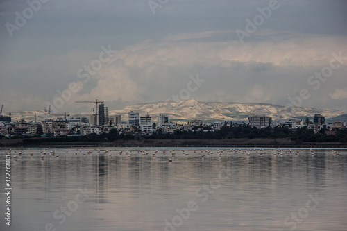 flamingos on a salt lake in winter in Cyprus