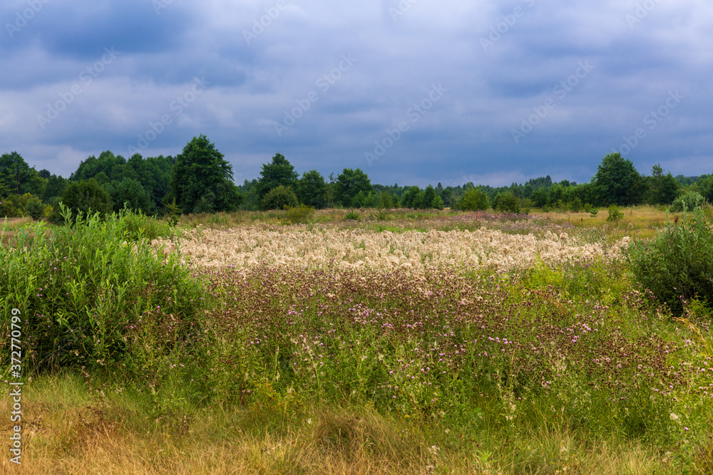 Belorussian nature in August. Forest and meadow in summer day.  Clouds on a blue sky above the forest. Pine trees, earth, blue sky, rainy day, yellow dry grass. 