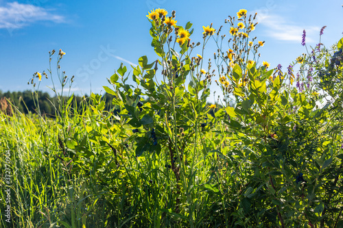 Fototapeta Naklejka Na Ścianę i Meble -  Yellow flowers on the farm with blueberries. Green summer grass, blue sky, sun rays. Silence, relaxation and contemplation. Calm weather.