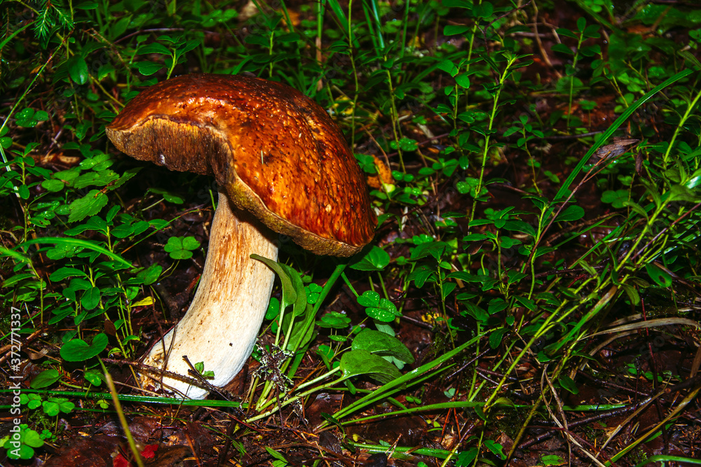 Fototapeta premium Porcini mushroom, sometimes called boletus, is one of the most delicious forest mushrooms. Mushroom picking. Autumn inspiration. Vegetarian diet food. Low depth of field. Background blurred