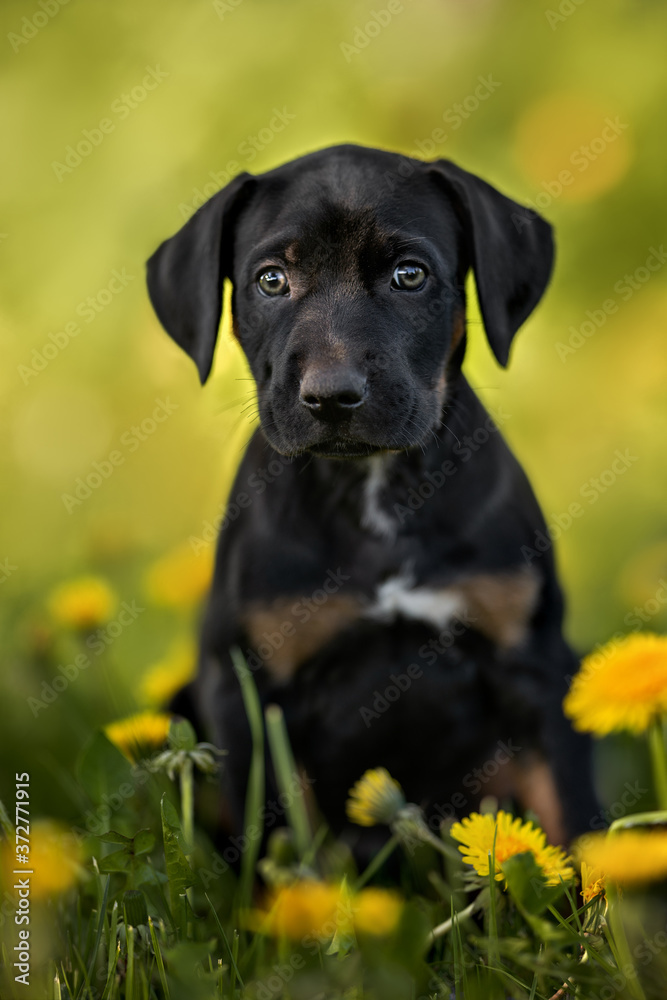 black and tan catahoula puppy sitting outdoors in summer