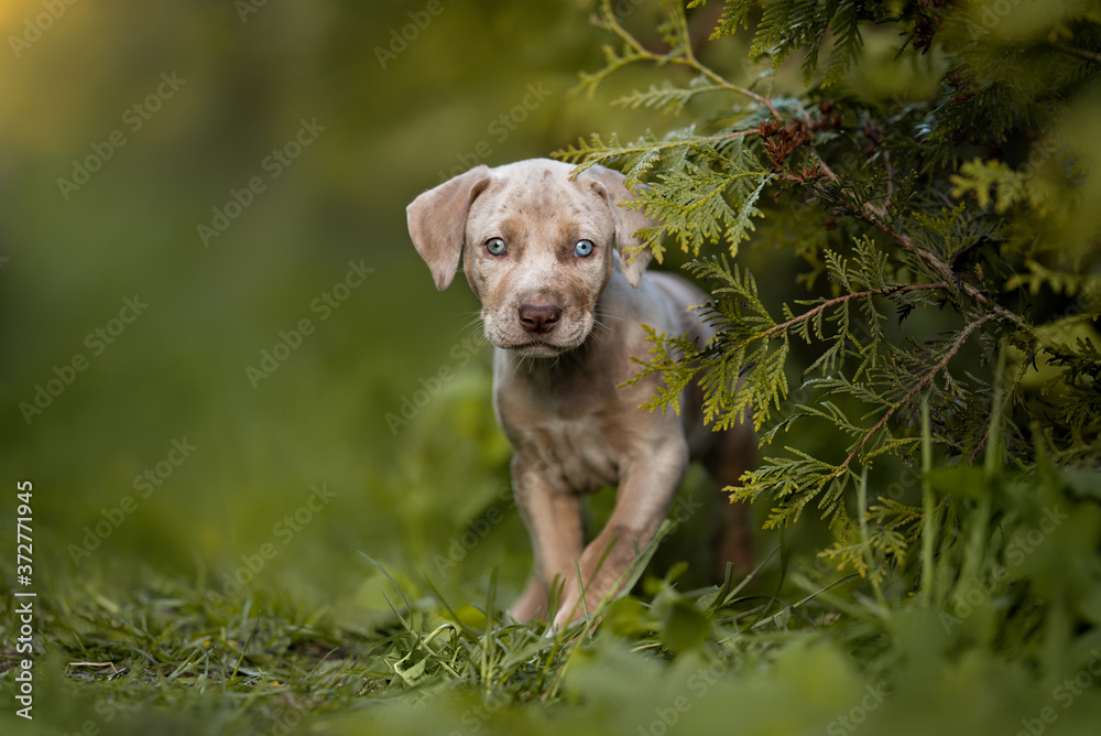 catahoula puppy walking outdoors in summer