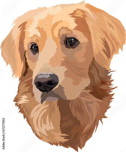 Portrait of dog.Golden Labrador Retriever Head Vector Illustration.