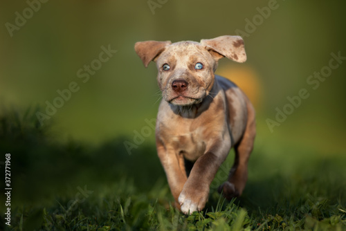 happy catahoula puppy running on grass