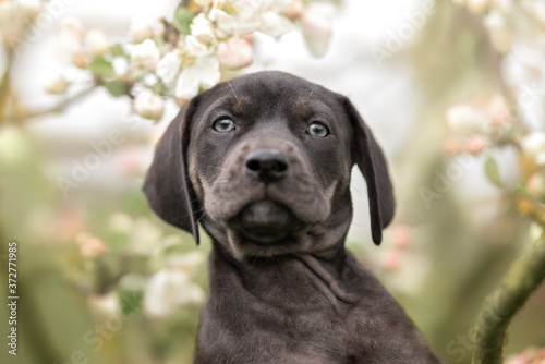 catahoula leopard dog puppy portrait outdoors with blooming apple tree photo