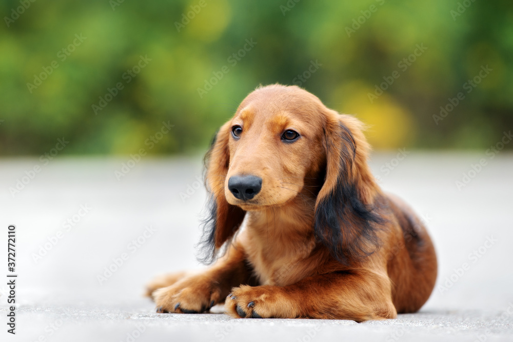 adorable red long haired dachshund puppy posing outdoors