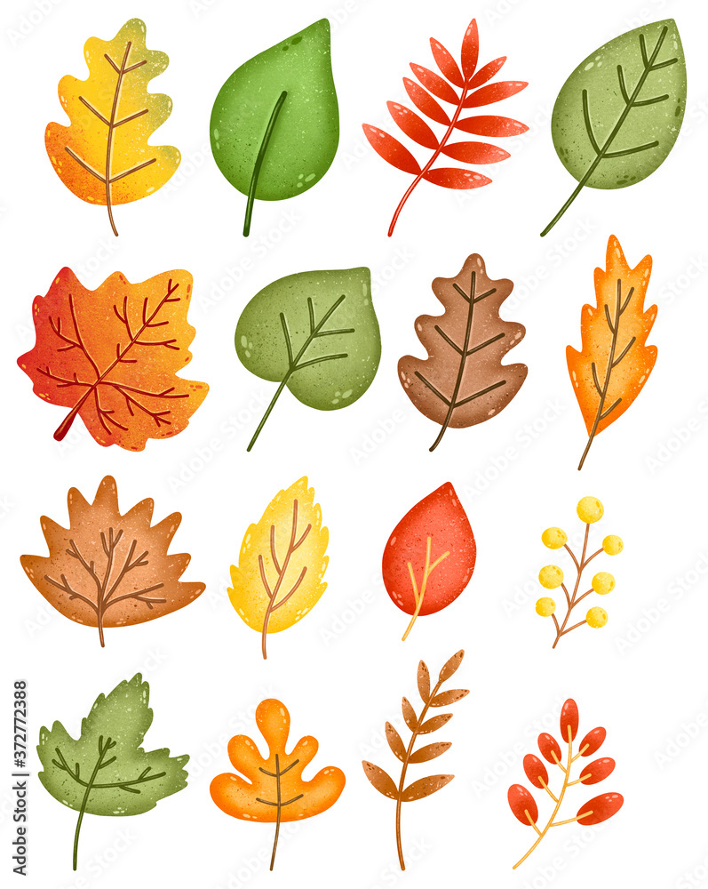 Set of autumn leaves of oak, maple, rowan, birch isolated on white background.