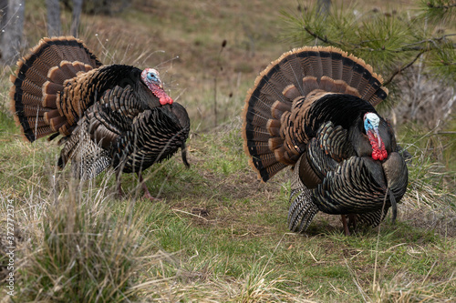 Wild tom turkeys strutting a mating dance with their tail feathers fanned out.