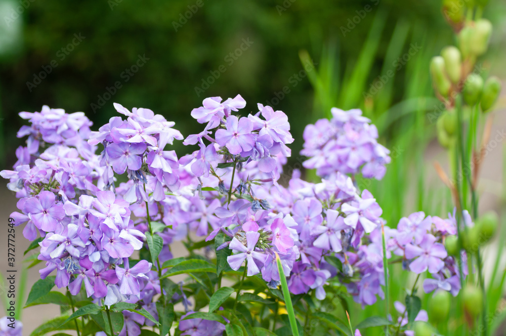 Beautiful delicate violet-blue phlox flowers with green leaves in the garden.
