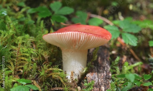 Russula Emetica