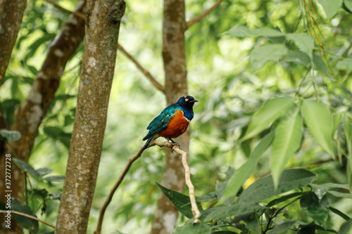 Tropical bird with turquoise wings, red chest, blue crop and black head sitting on a branch in the forest © Emilia