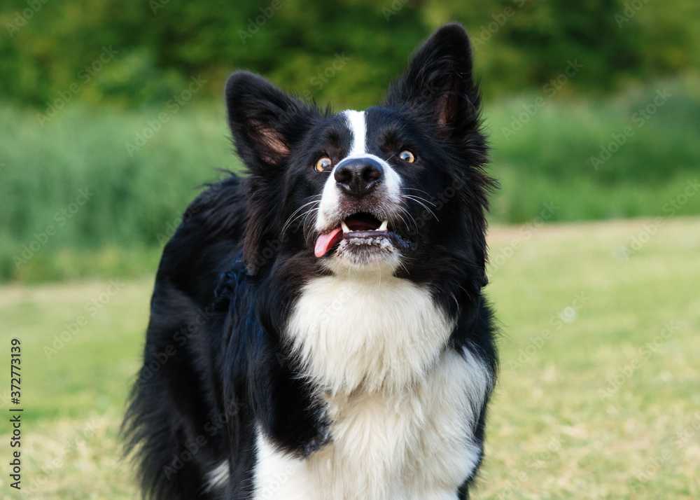 Black and white collie playing and jumping on the grass Black and white collie playing and jumping on the grass