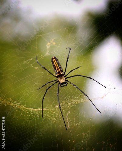 beautiful giant spider in web colorful giant spider ready to hunt in its web wild spider of asian jungle