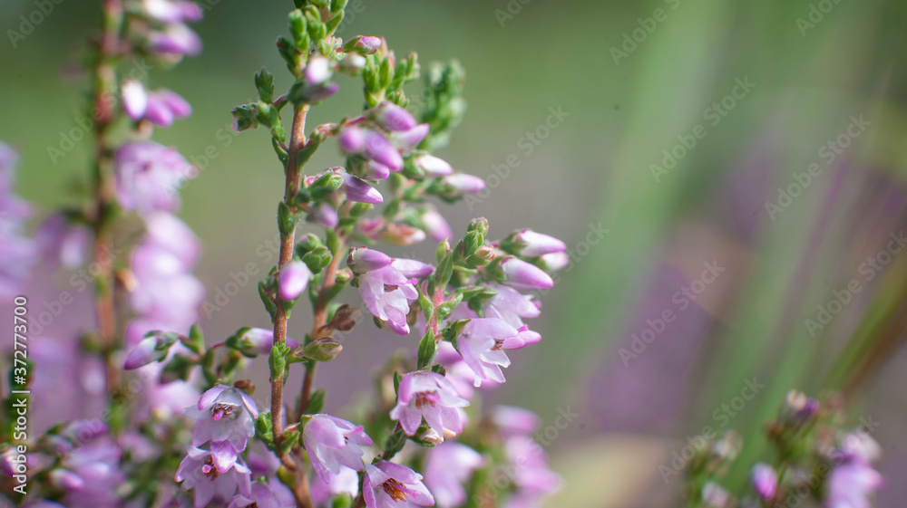 Blooming wild heather macro photography