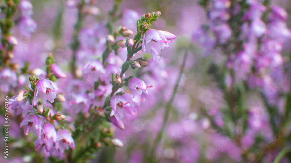Blooming wild heather macro photography Blooming wild heather macro photography