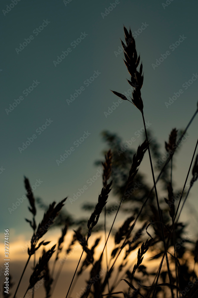 Obraz premium sunset in the grass