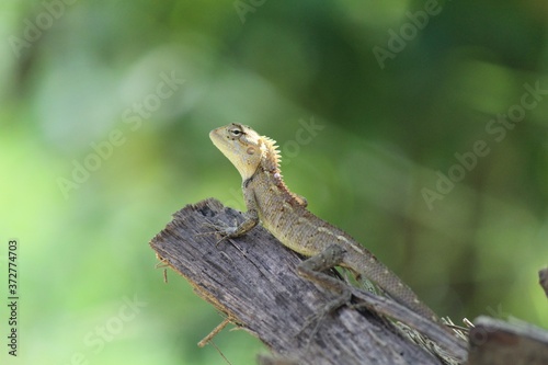 beautiful garden lizard geko close up view colorful gaden lizard in nice blurred background HD wallpaper