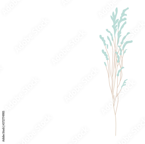 Vector stock illustration of pampas grass. Cream branch of dry grass. Panicle Cortaderia selloana South America, feather flower head plumesstep. soft mint color. Template for a wedding card.