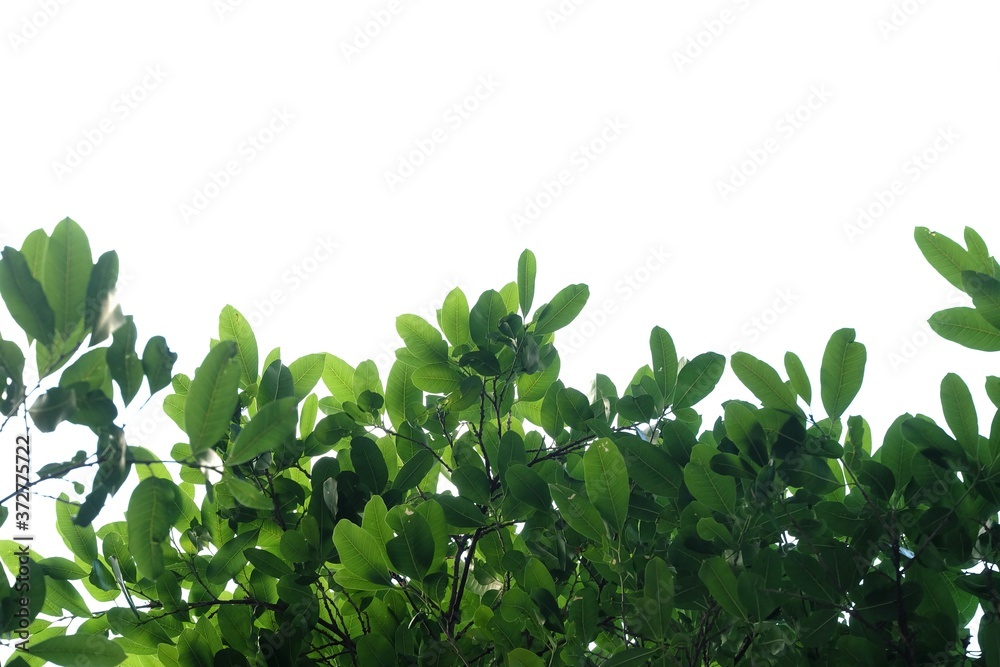 Fototapeta premium Tropical tree leaves with branches and sunlight on white isolated background for green foliage backdrop and copy space 
