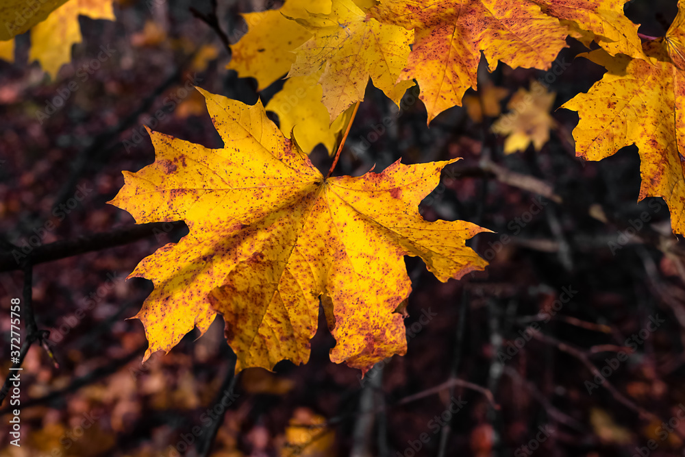 yellow autumn maple leaves on blurred background